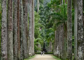 Аллея пальм в Ботаническом саду – фотографии Бразилии