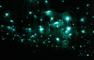 Сегодня пещеры Вайтомо доступны для посещения каждый день по предварительной брони – фотографии Новой Зеландии