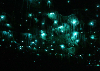 Сегодня пещеры Вайтомо доступны для посещения каждый день по предварительной брони – фотографии Новой Зеландии