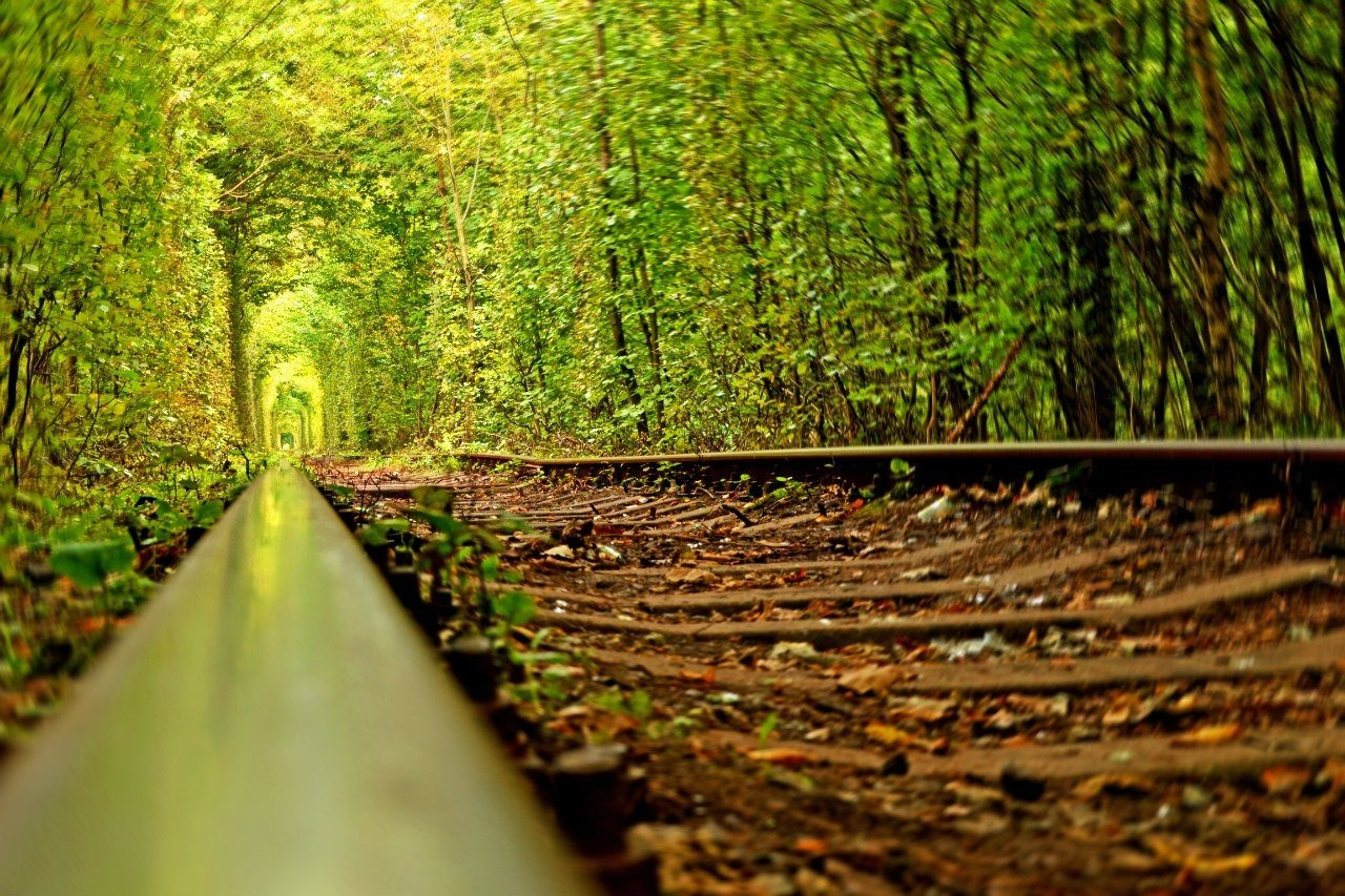 Ботаническое чудо тоннель любви (Tunnel of Love) в Ровенской области, Украина – фотографии Украины