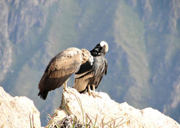 Кондоры в каньоне Колка (Valle del Colca) – фотографии Перу