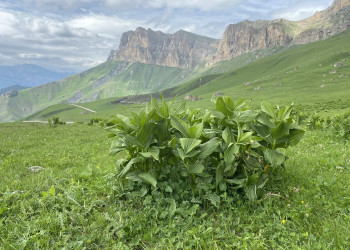 Пейзажи перевала Актопрак, июнь 2022 – фотографии России