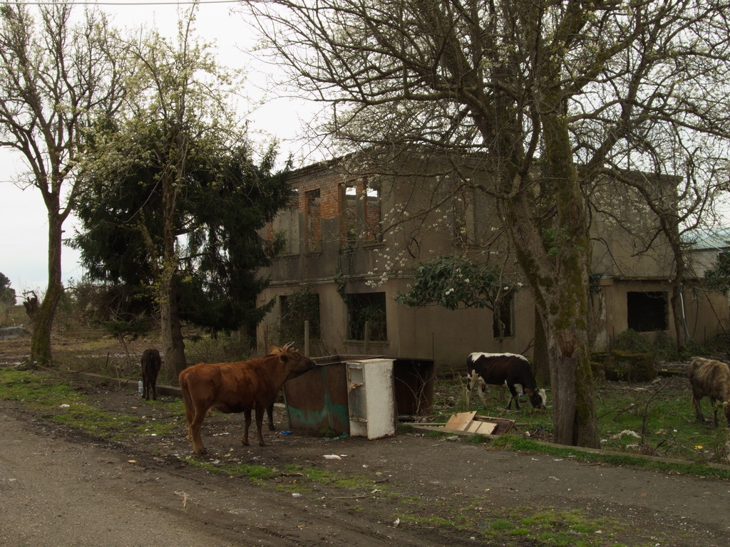 Скот пасется в руинах. Очамчыра. Абхазия – фотографии Абхазии
