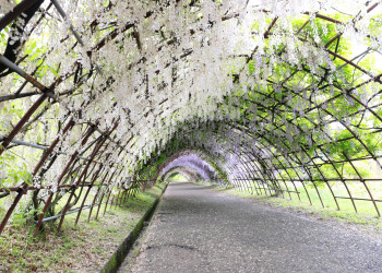 Сад Кавачи Фудзи, Япония – фотографии Японии