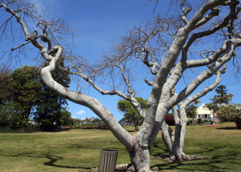 Ботанический сад в Гамильтоне. Фото 2 – фотографии Бермудских островов