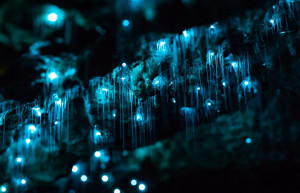 Светящиеся черви в пещерах Вайтомо свисают, будто сосульки, и тем самым привлекают к себе пауков – фотографии Новой Зеландии