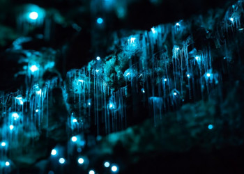 Светящиеся черви в пещерах Вайтомо свисают, будто сосульки, и тем самым привлекают к себе пауков – фотографии Новой Зеландии