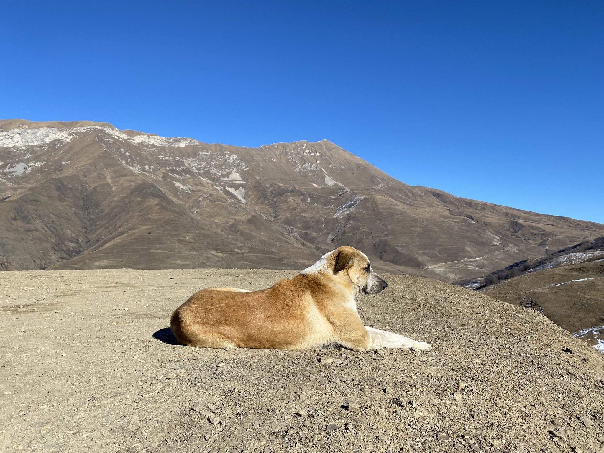 Собака возле горных качель в Северной Осетии – фотографии России