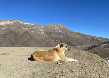 Собака возле горных качель в Северной Осетии – фотографии России