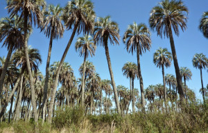 Пальмы в национальном парке Эль Палмар. Аргентина – фотографии Аргентины