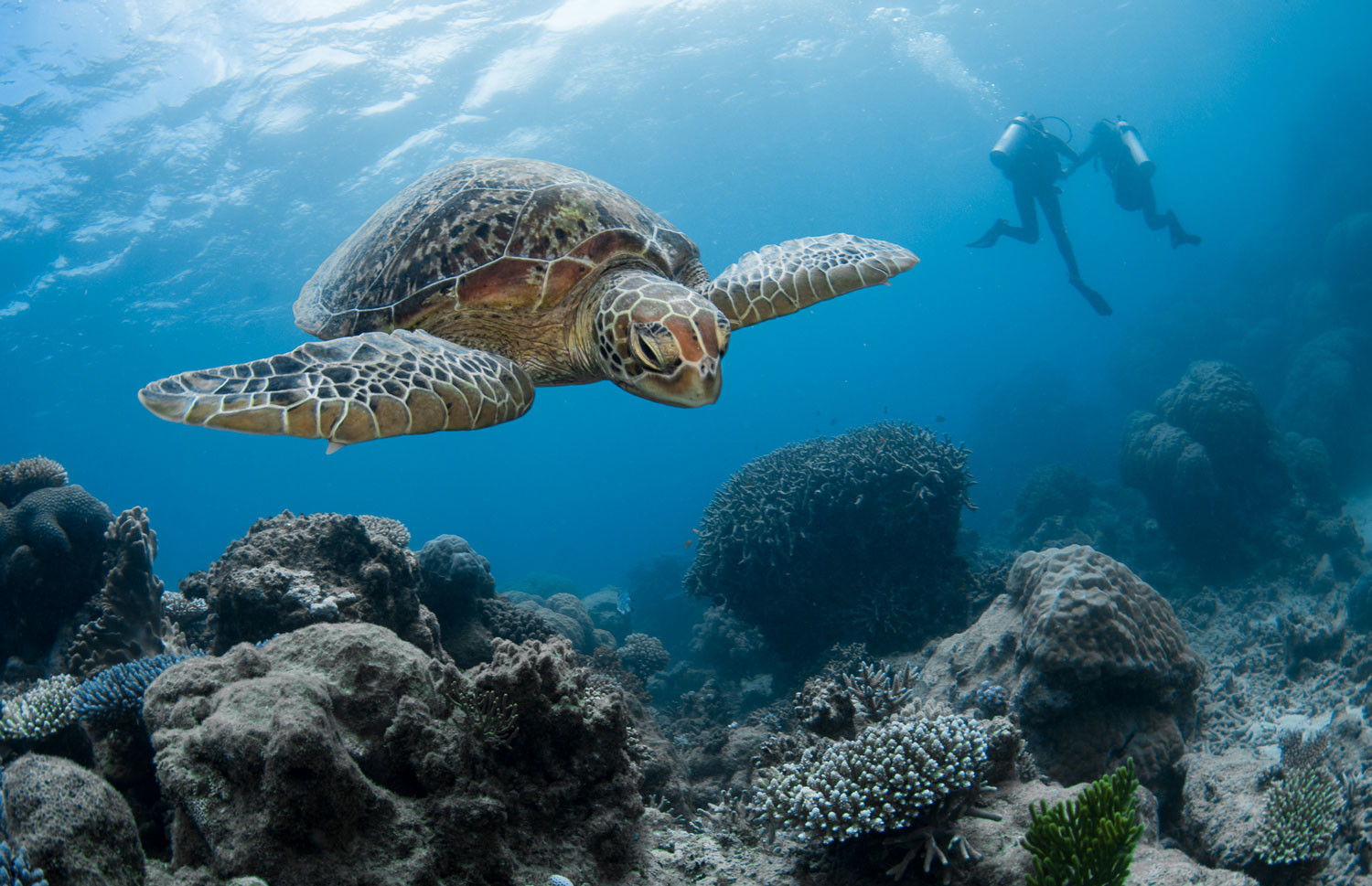 Большой Барьерный риф - сложный лабиринт мест обитания для жизни растений и животных – фотографии Австралии