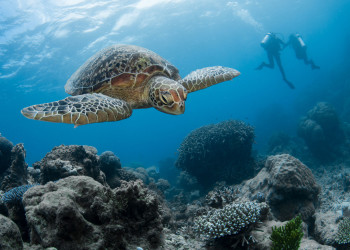 Большой Барьерный риф - сложный лабиринт мест обитания для жизни растений и животных – фотографии Австралии
