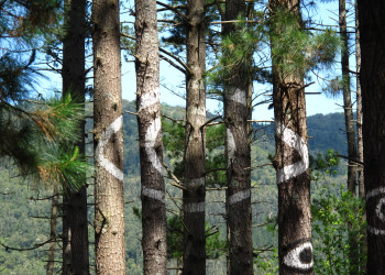 Живой лес Ома в Испании также называют «боска-анимадо» или анимированный лес Страны Басков – фотографии Испании