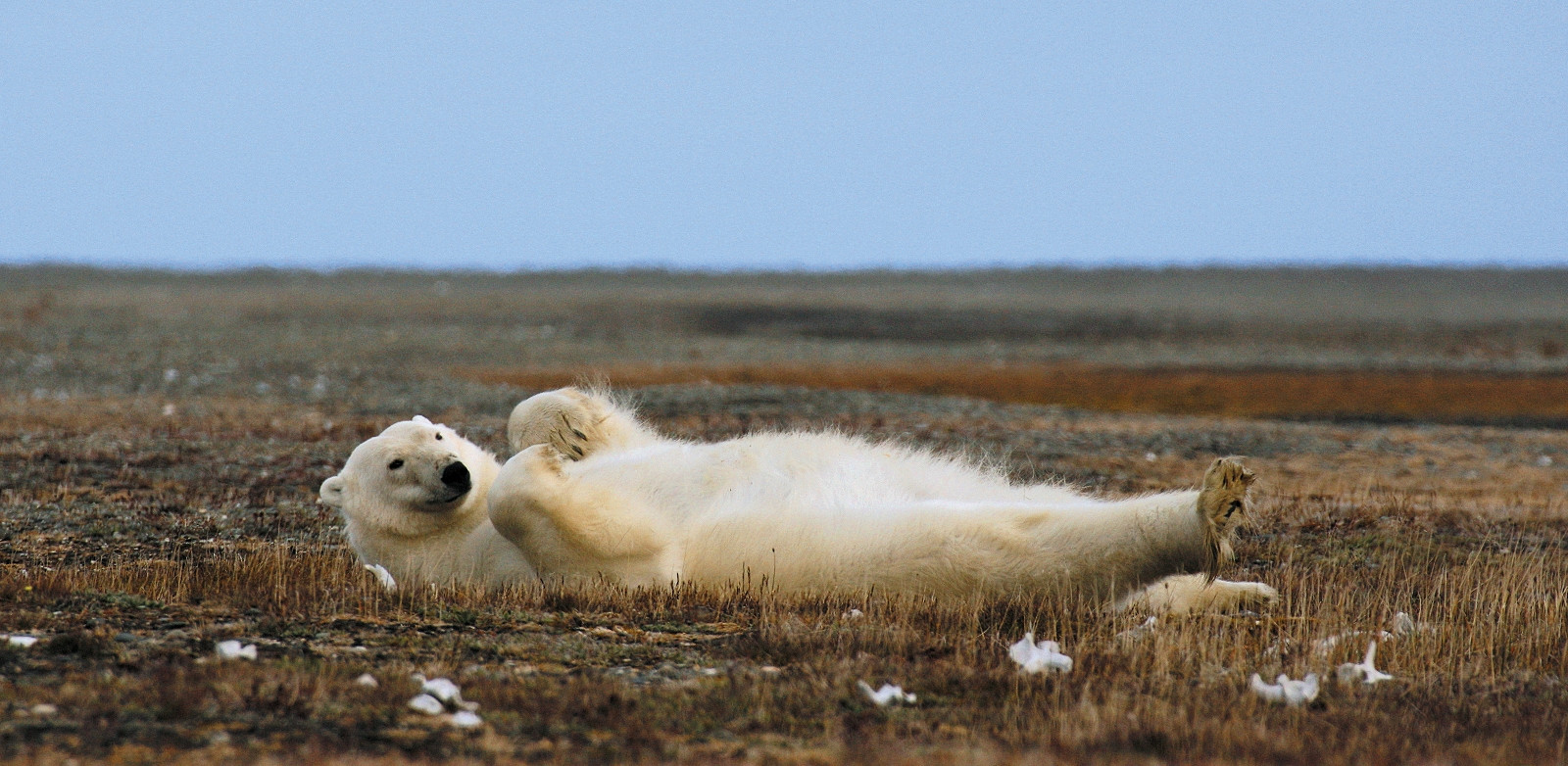 Заповедник остров Врангеля на Чукотке, Россия – фотографии России