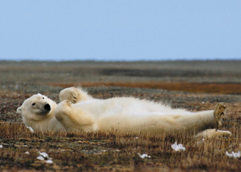 Заповедник остров Врангеля на Чукотке, Россия – фотографии России