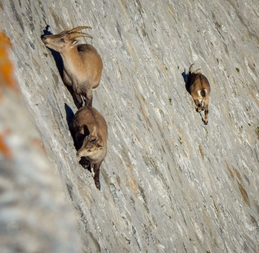 Козлы гуляют по стенам дамбы «Diga del Cingino» в Италии – фотографии Италии