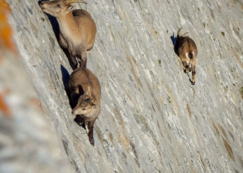 Козлы гуляют по стенам дамбы «Diga del Cingino» в Италии – фотографии Италии