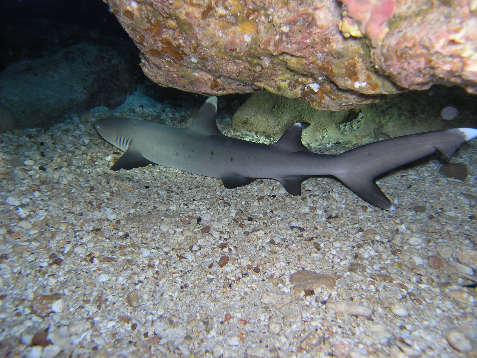 Сайпан остров, Северные Марианские острова, фото № 73194 – фотографии Северных Марианских островов