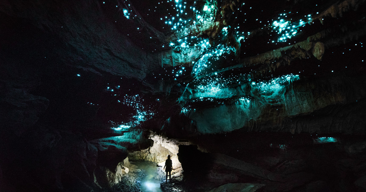 Светящиеся черви в пещерах Вайтомо питаются пауками, обеспечивая своё выживание – фотографии Новой Зеландии