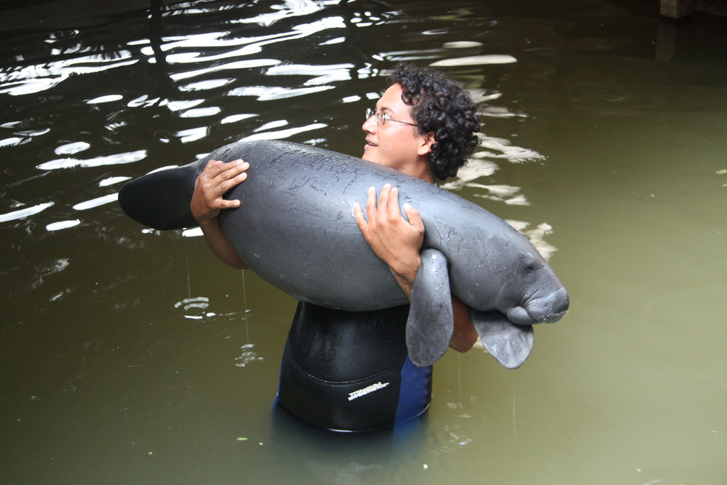 Центр спасения амазонских ламантинов – фотографии Перу