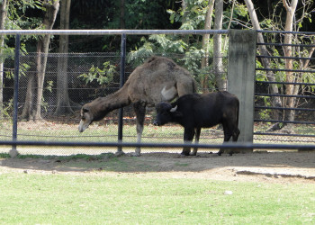 Зоопарк Рио – фотографии Бразилии