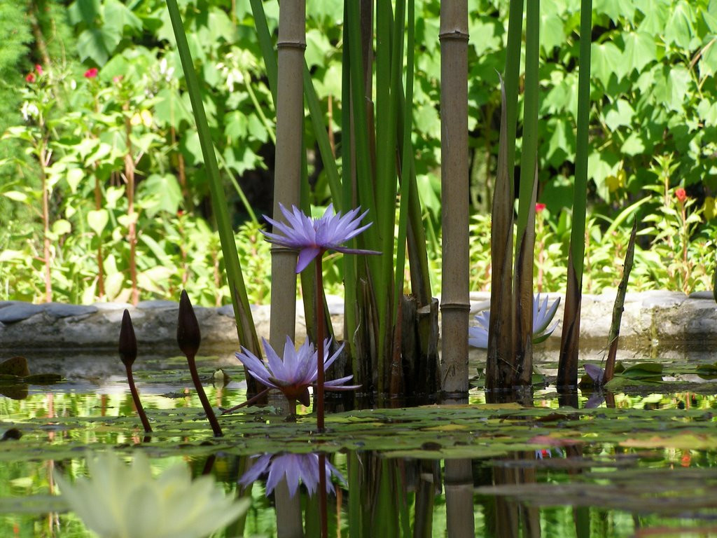 Сухумский ботанический сад. Абхазия – фотографии Абхазии