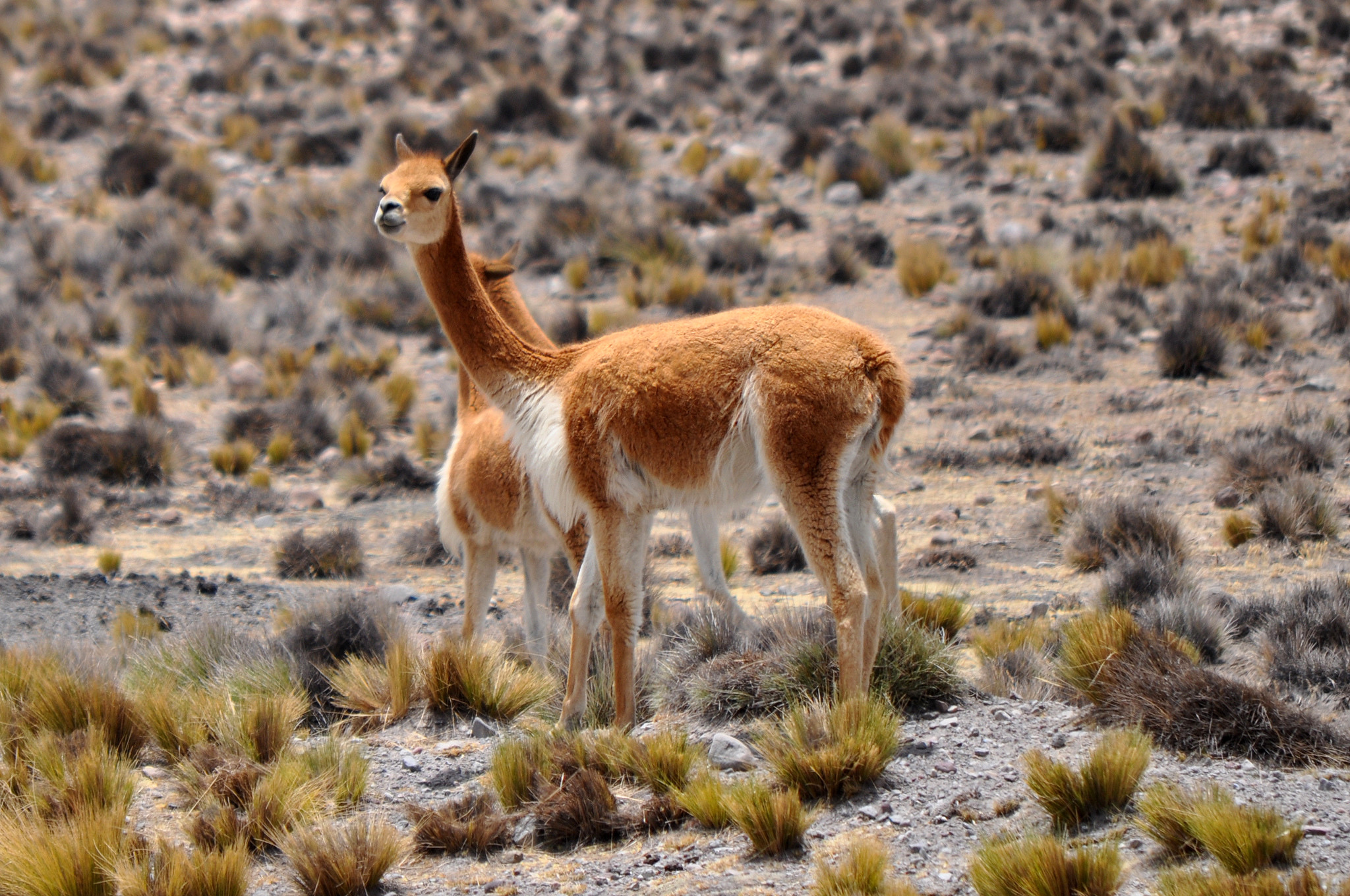 Животные в каньоне Колка (Valle del Colca) на юге Перу – фотографии Перу