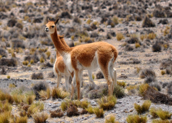 Животные в каньоне Колка (Valle del Colca) на юге Перу – фотографии Перу
