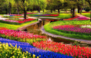 В 15 веке территории Парка Кёкенхоф были глухим лесом, который посещали только для охоты – фотографии Нидерландов