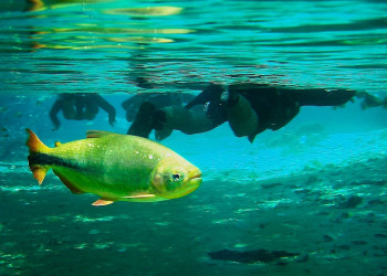 Река Прата (Rio da Prata) в Бониту – фотографии Бразилии