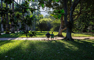 Большую часть ботанического сада Рио-де-Жанейро занимает обширный атлантический лес – фотографии Бразилии