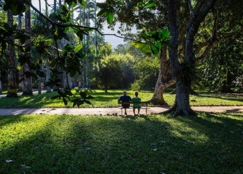 Большую часть ботанического сада Рио-де-Жанейро занимает обширный атлантический лес – фотографии Бразилии