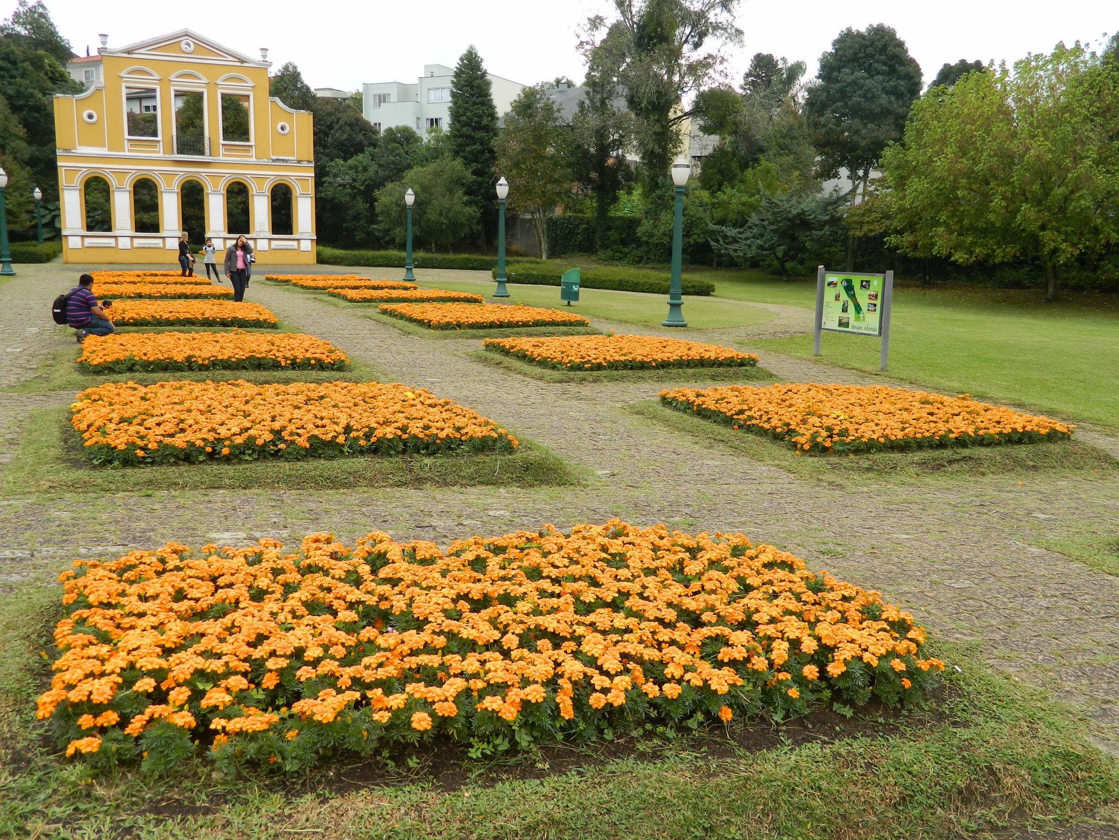 Немецкий лес в Куритибе – фотографии Бразилии