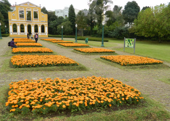 Немецкий лес в Куритибе – фотографии Бразилии