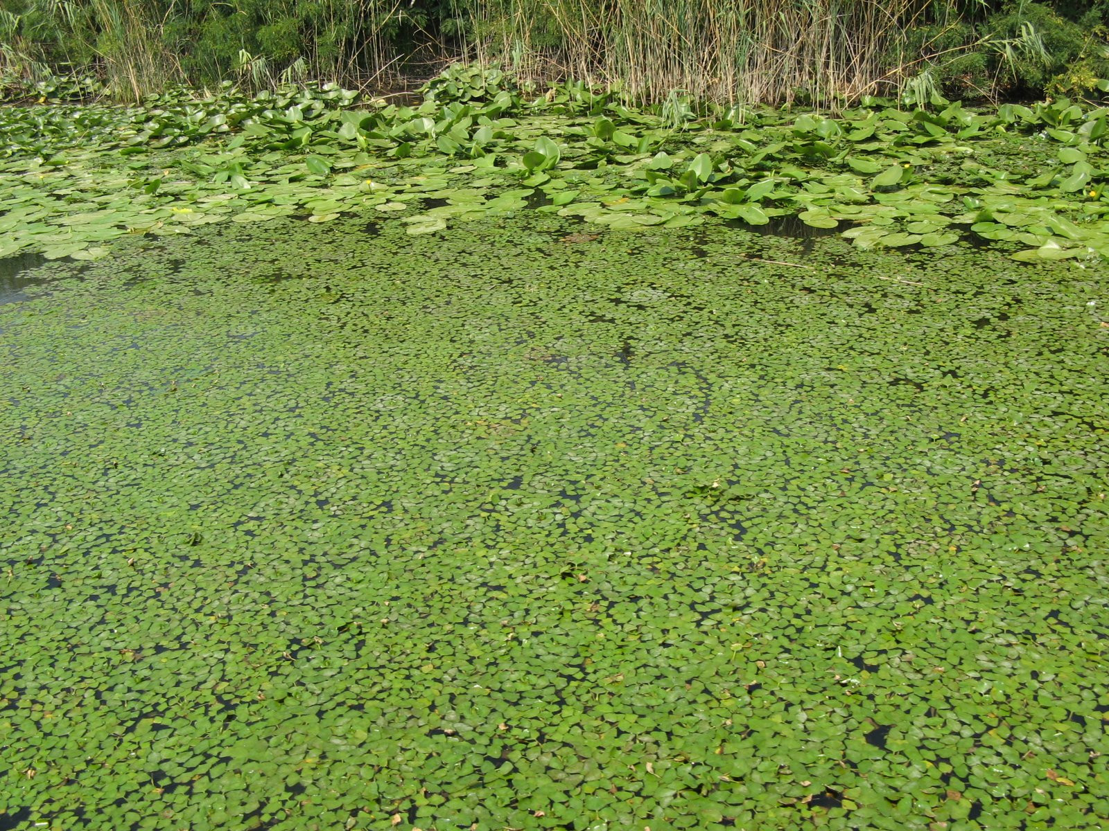 Озеро в Национальном парке, Черногория. Фото 13 – фотографии Черногории