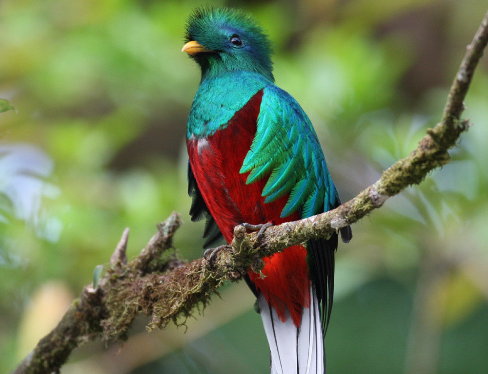 Тропа Сендеро-де-лос-Кетцалес в окрестностях вулкана Бару, Панама – фотографии Панамы