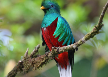 Тропа Сендеро-де-лос-Кетцалес в окрестностях вулкана Бару, Панама – фотографии Панамы