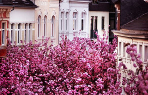 Полупрозрачный купол нежно-розовых деревьев с легчайшей горчинкой запаха сакуры на улице Херштрассе – фотографии Германии