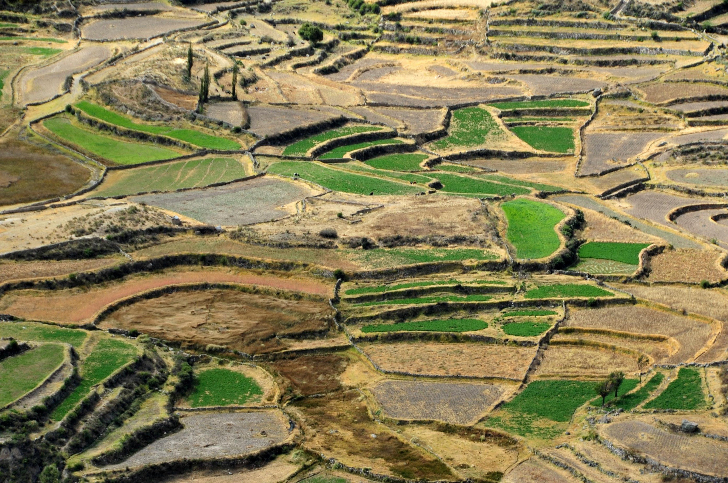 Террасовые поля в каньоне Колка – фотографии Перу