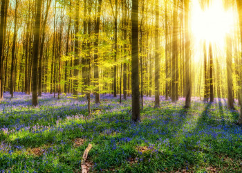 Лес Халлербос (The Hallerbos), Брюссель, Бельгия – фотографии Бельгии