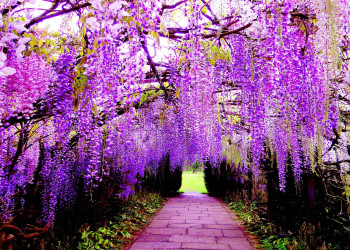 Цветочные гроздья глицинии в Саду Кавачи Фудзи (Kawachi Fuji Garden), Япония – фотографии Японии