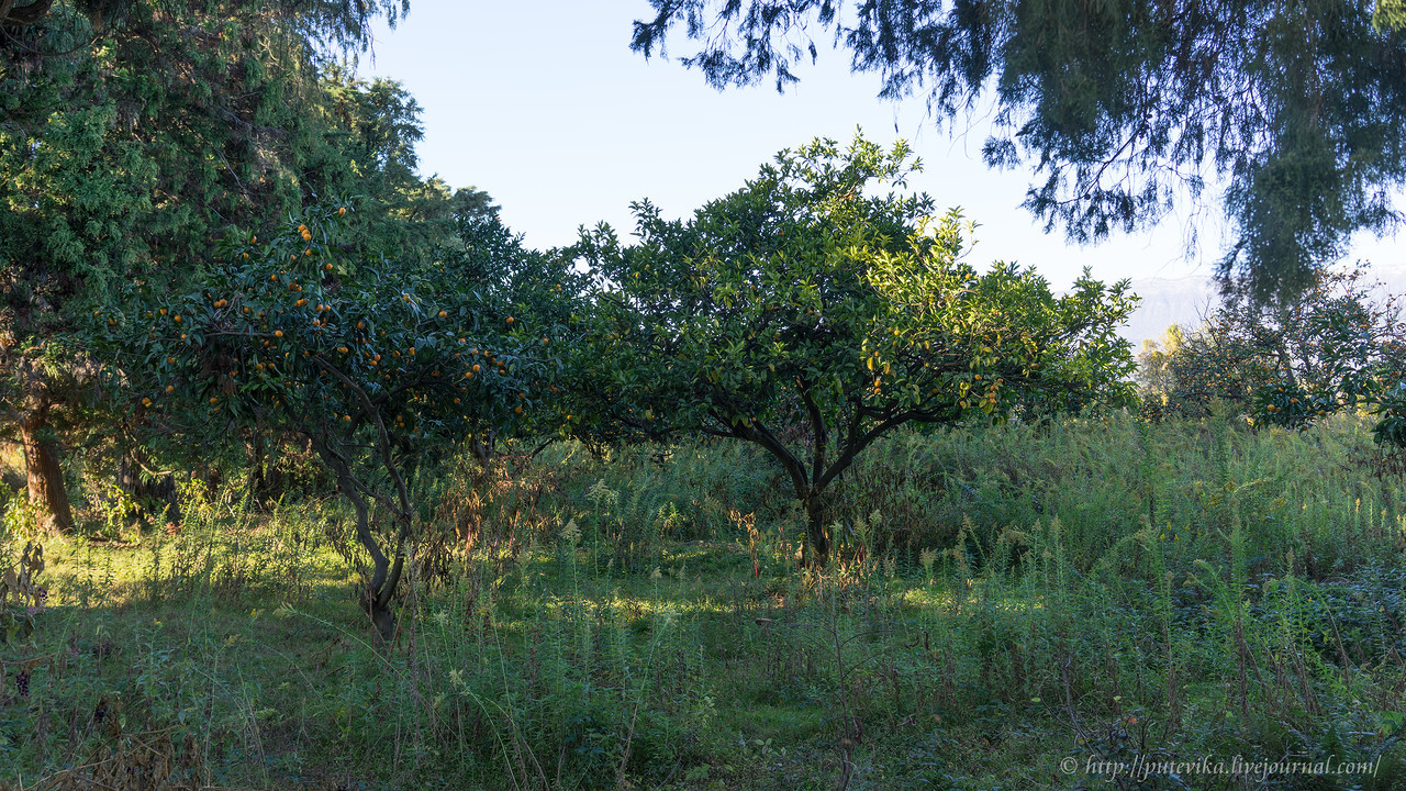 Яблочный сад. Эшера. Абхазия. – фотографии Абхазии