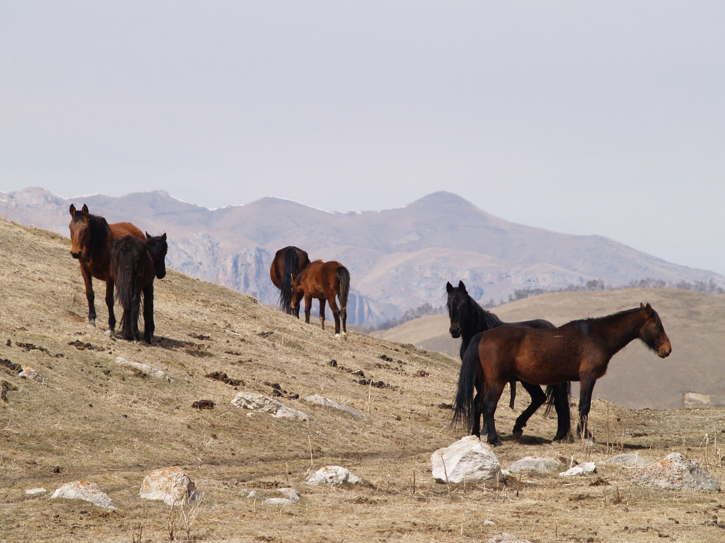 Дикие – фотографии России