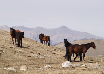 Дикие – фотографии России