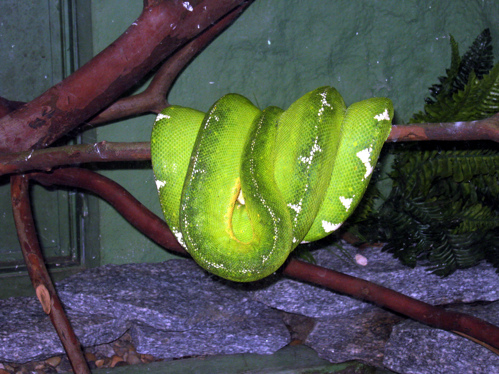 Змея в зоопарке Рио-де-Жанейро – фотографии Бразилии