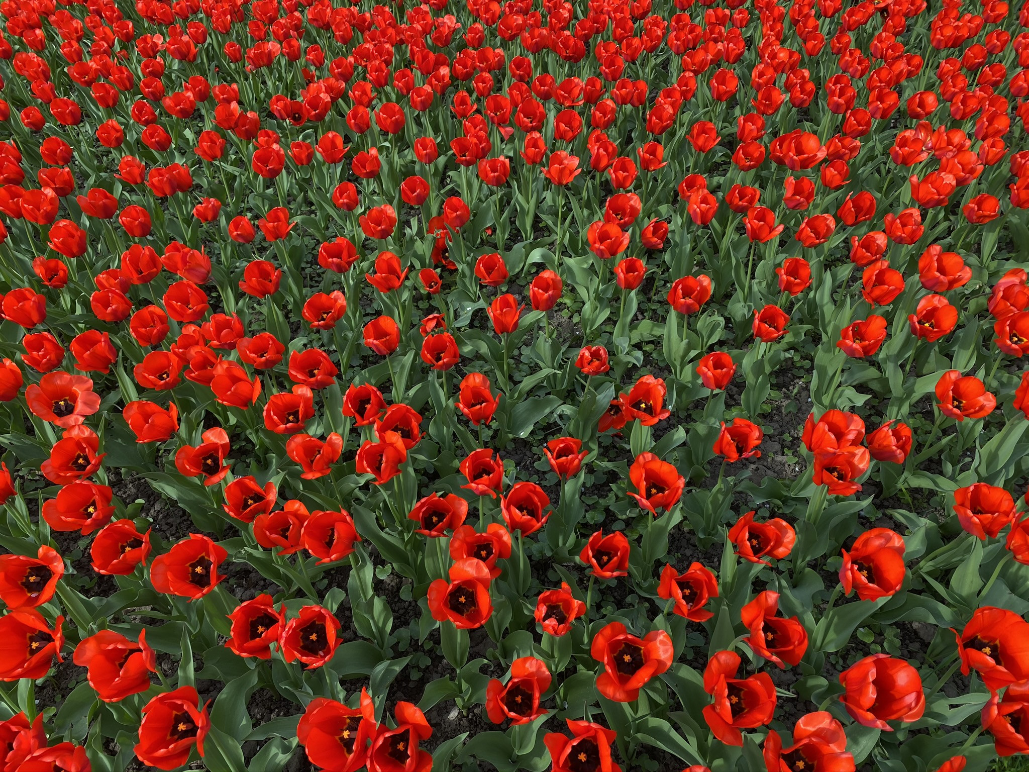 Тюльпаны на сквере имени Ленина в Калуге – фотографии России