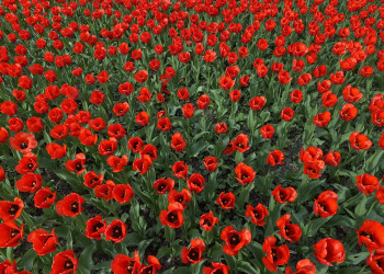 Тюльпаны на сквере имени Ленина в Калуге – фотографии России