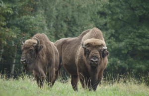 В лесах Беловежской пущи сохранились деревья, которым уже более 600 лет – фотографии Беларуси
