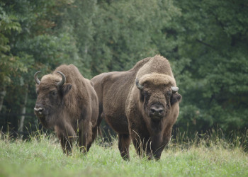 В лесах Беловежской пущи сохранились деревья, которым уже более 600 лет – фотографии Беларуси