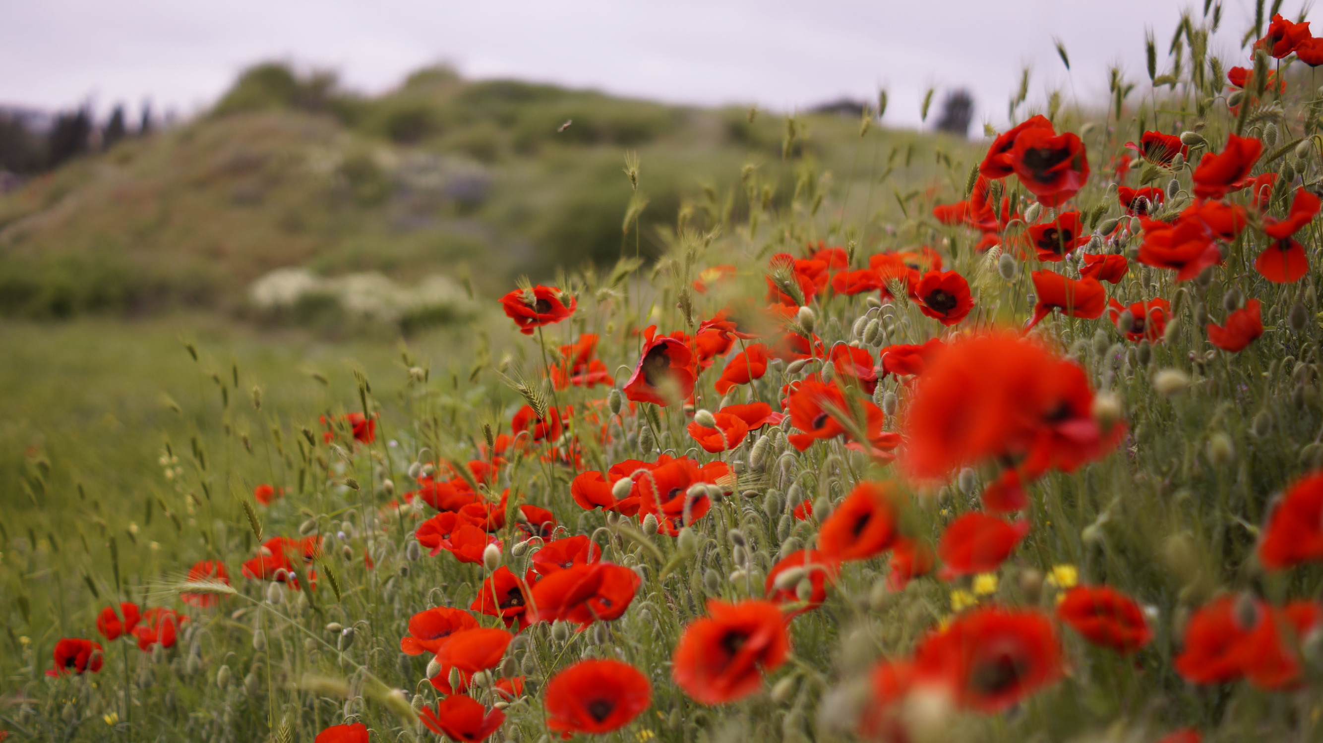 Херсонес Таврический – фотографии России